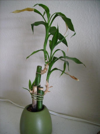 Your Top Questions About Lucky Bamboo Care Answered