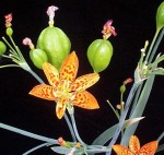 Belamcanda chinesis Blackberry Lily From Cal' Plant Of The Week