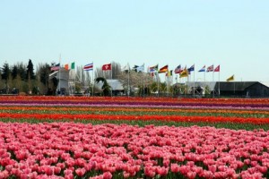 Pink Tulip Field