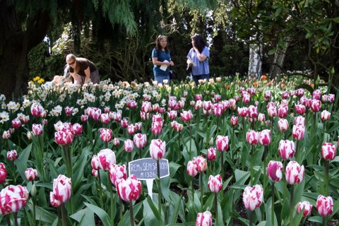 Rems Sensation Tulips