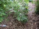 Lonicera maackii Upright Honeysuckle Shrub