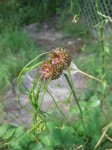 Spent Bloom Of Allium - Wild Onion