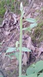 Hymenocallis caroliniana Stalk