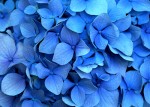 Suggest an Article: Hydrating Hydrangeas!