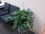 Spathiphyllum