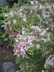 Variegata Weigela