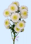 Cushion Chrysanthemum