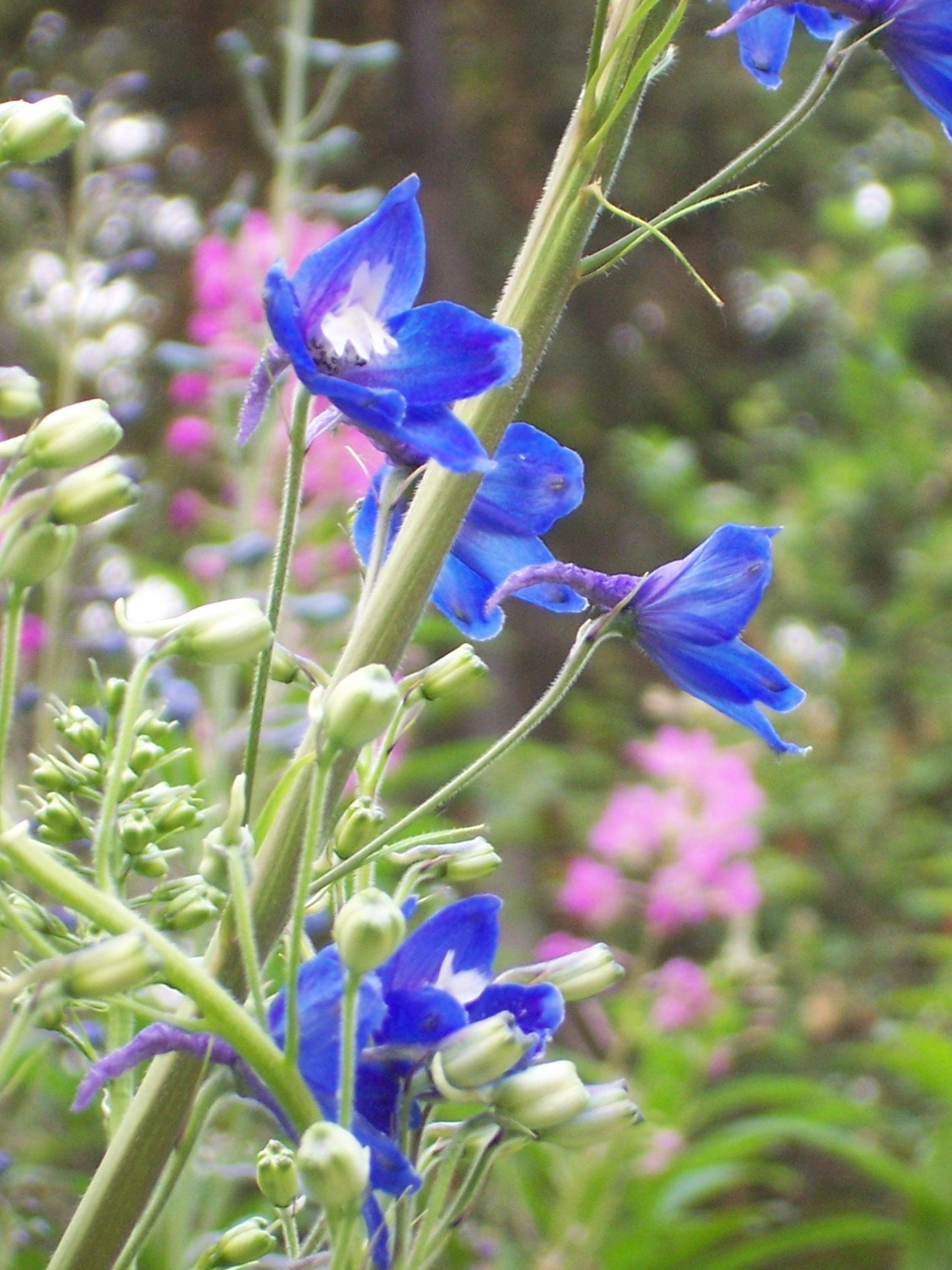 delphinium-flowers-buds