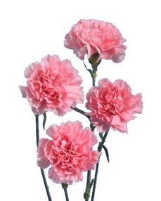Carnation Flower Information | Carnation Cut Flower | Flower Shop Network