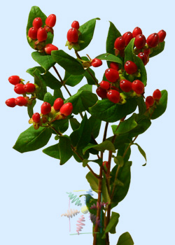 Hypericum Berries - Flowers - Featured Content - Lovingly