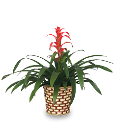 is bromeliad toxic to dogs