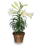 Easter Lilies (Lilium longiflorum)