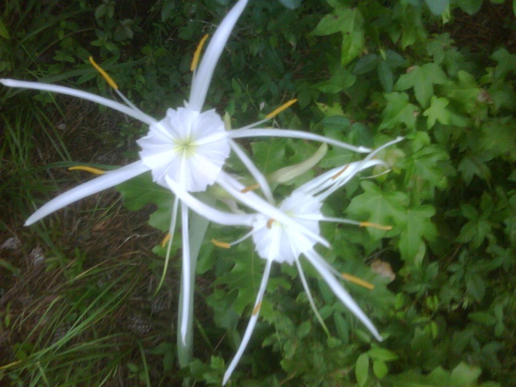 White Spider Lily Flower Meaning Best Flower Site