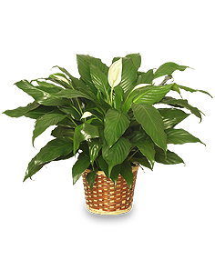 are peace lilies safe for cats
