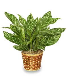 Green Chinese Evergreen Houseplant