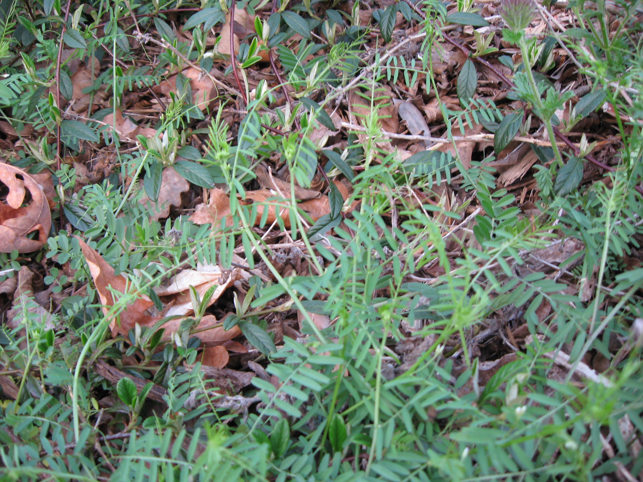 creeping weeds identification