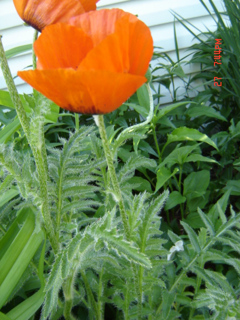 poppy bloom and leaves