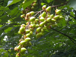 paulownia-tomentosa