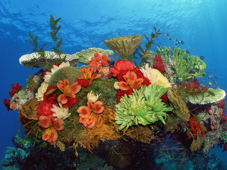 coral reef flowers