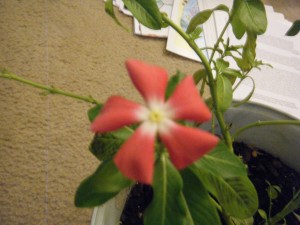 Catharanthus Roseus Vinca Flower