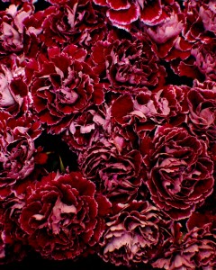 Modern Carnations