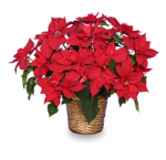 Ask The Expert: Do You Water The Poinsettia From Oct. to Dec ...