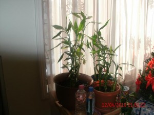 Photo of Healthy lucky bamboo planted in soil.