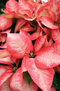 Upclose Pink Poinsettia From The Biltmore Estate