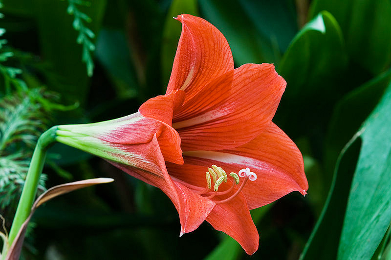 Amaryllis: The Show-Stopping Diva of Houseplants