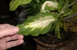 Dieffenbachia leaf with gray spots