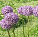 Allium Purple Flowers