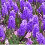 Hyacinth Purple Flowers