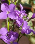 Amethyst Flowers - Purple Stock