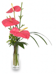 Anthurium Makes Valentine's Day Rose Alternative