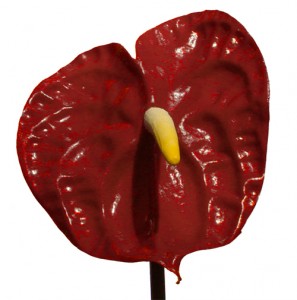 Tropical Flower - Anthurium