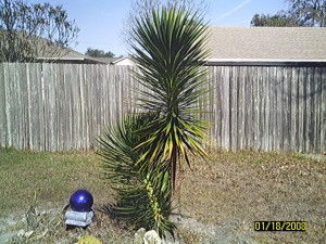 How To Propagate A Large Cutting From Plant