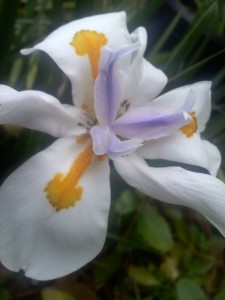 African Iris - Fortnight Lily