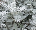 White Dusty Miller