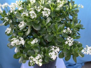 Jade Plant - Crassula Argentea