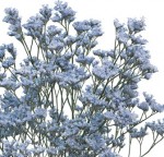 Limonium Light Blue/Aquamarine Flower