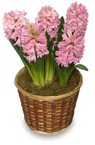 Potted Hyacinth