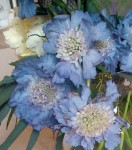 Scabiosa Light Blue Flowers