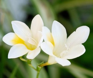 White Freesia