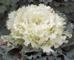 White Ornamental Kale