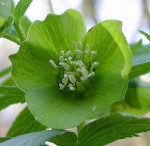 Green Hellebores