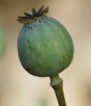 Poppy Pods