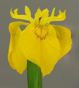 Flag Iris - Fleur De Lis