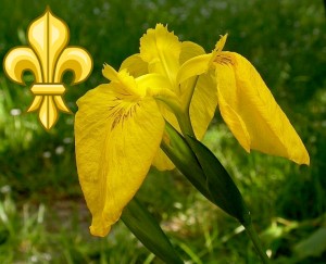 Yellow Flag Iris - Fleur De Lis