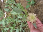 What Is This Unique Desert Wildflower?