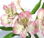 Light Pink Alstroemeria